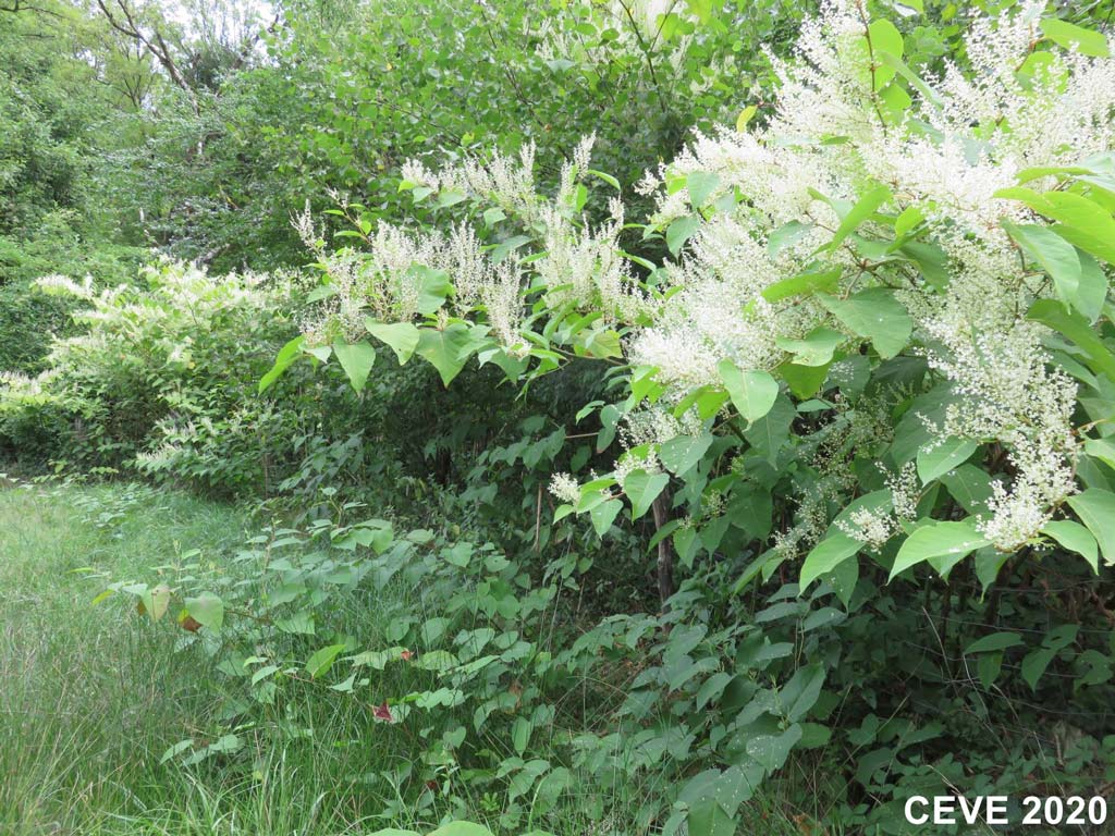 plantes_invasives-groisy1