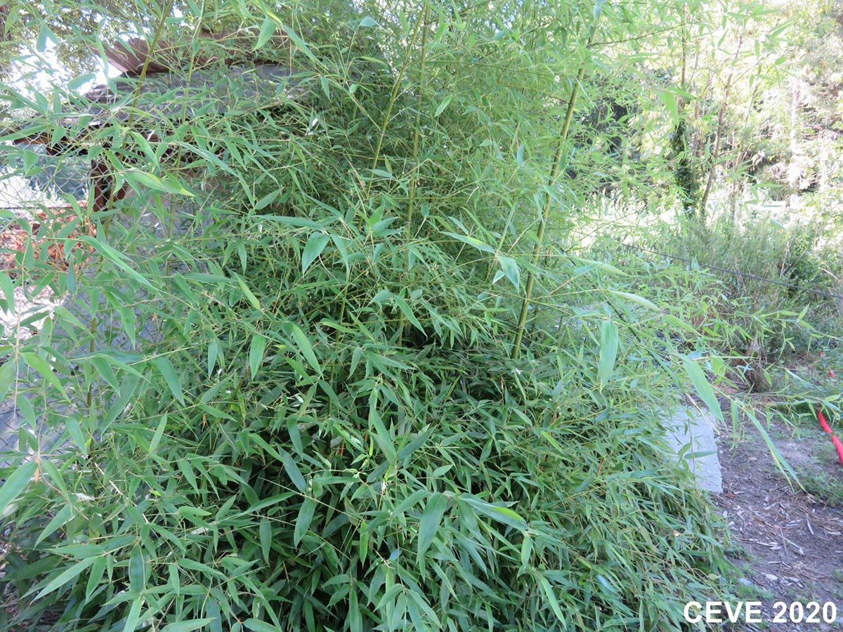 plantes_invasives-groisy2
